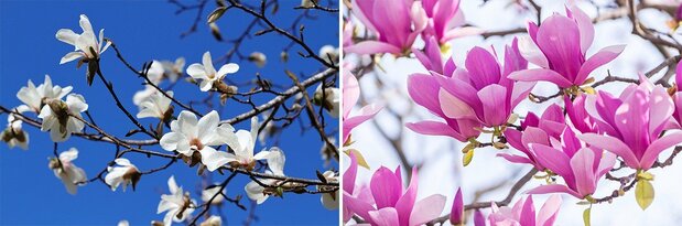 Kobushi (left) and purple mokuren or lily magnolia. (© Pixta)
