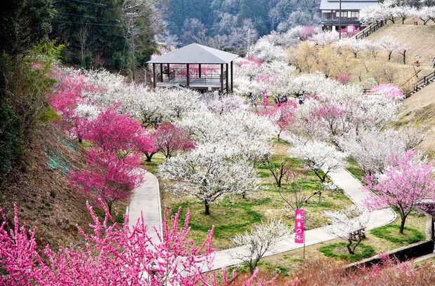 (© Pixta)