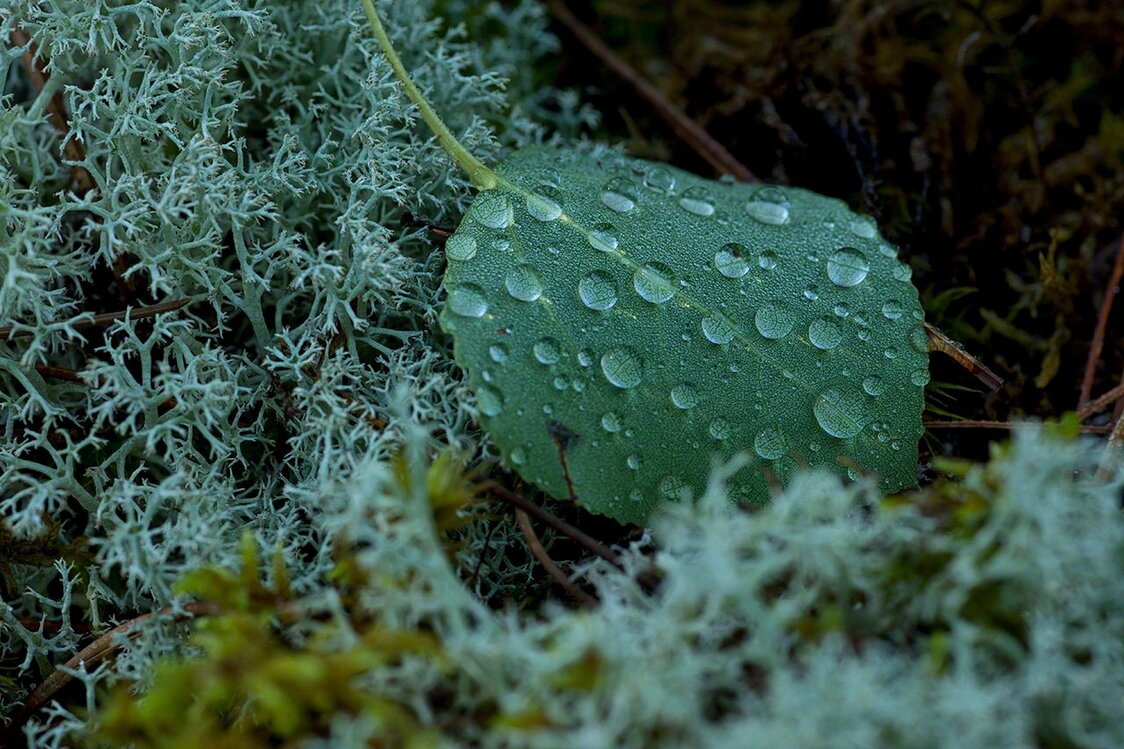 雨上がりの林床（撮影：2011年）