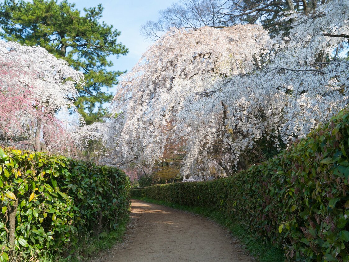 Take an elegant stroll under the overhanging itozakura branches.