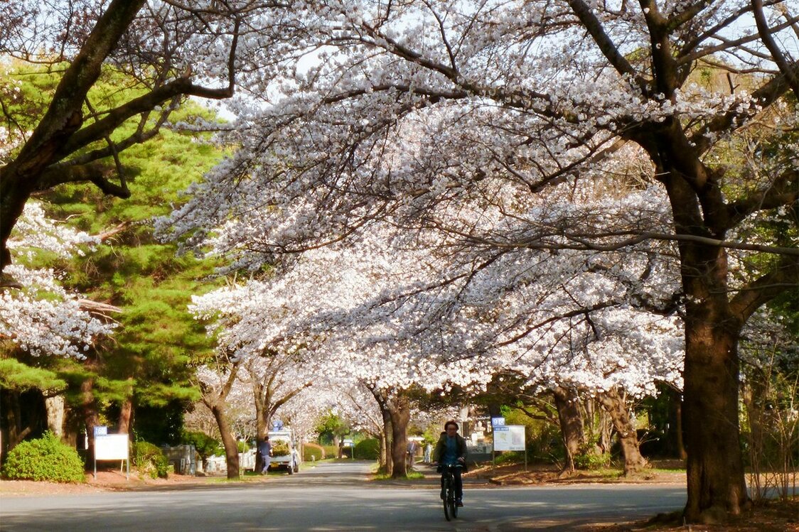 ゾルゲと尾崎の墓の中間にある桜並木（2018年3月下旬撮影）。並木の奥左側あたりにゾルゲの墓がある