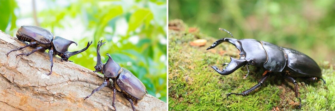 カブトムシ(左)、ダイオウヒラタクワガタ（PIXTA）