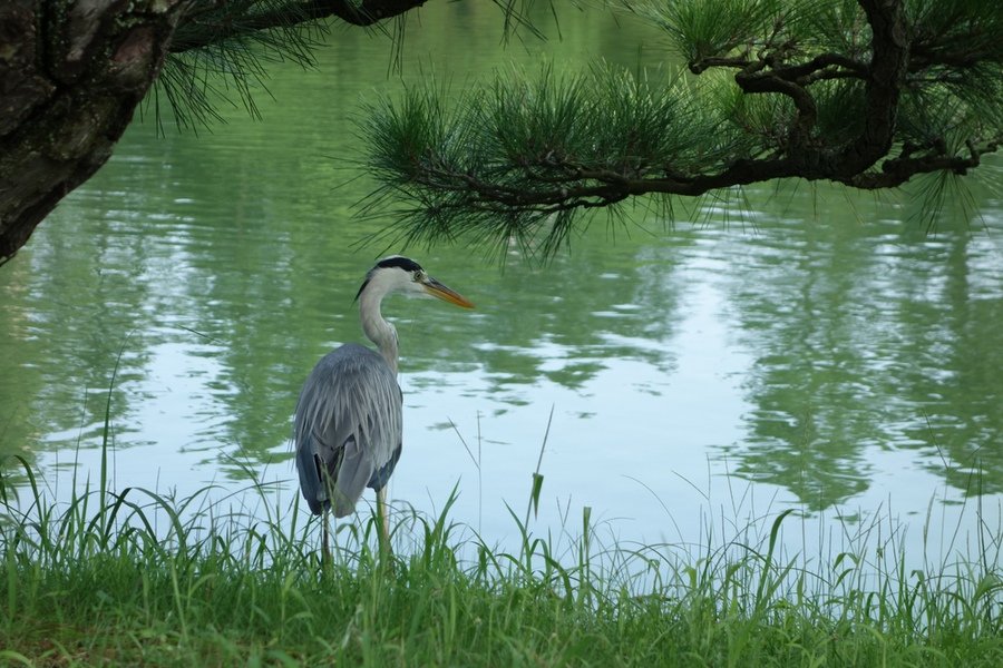 Descubriendo Shikoku, la cuarta mayor isla de Japón