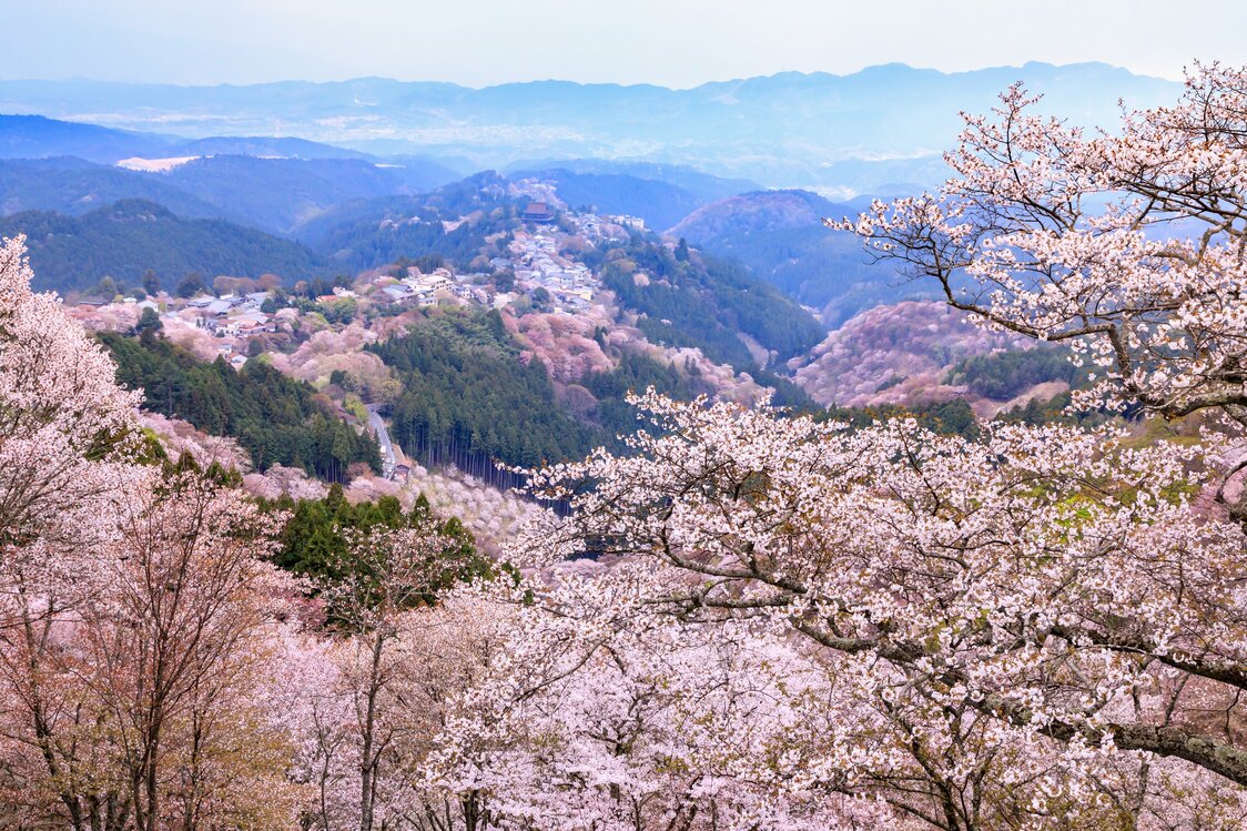 ヤマザクラで薄紅色に染まる吉野山。まさに「一目千本」　写真：PIXTA