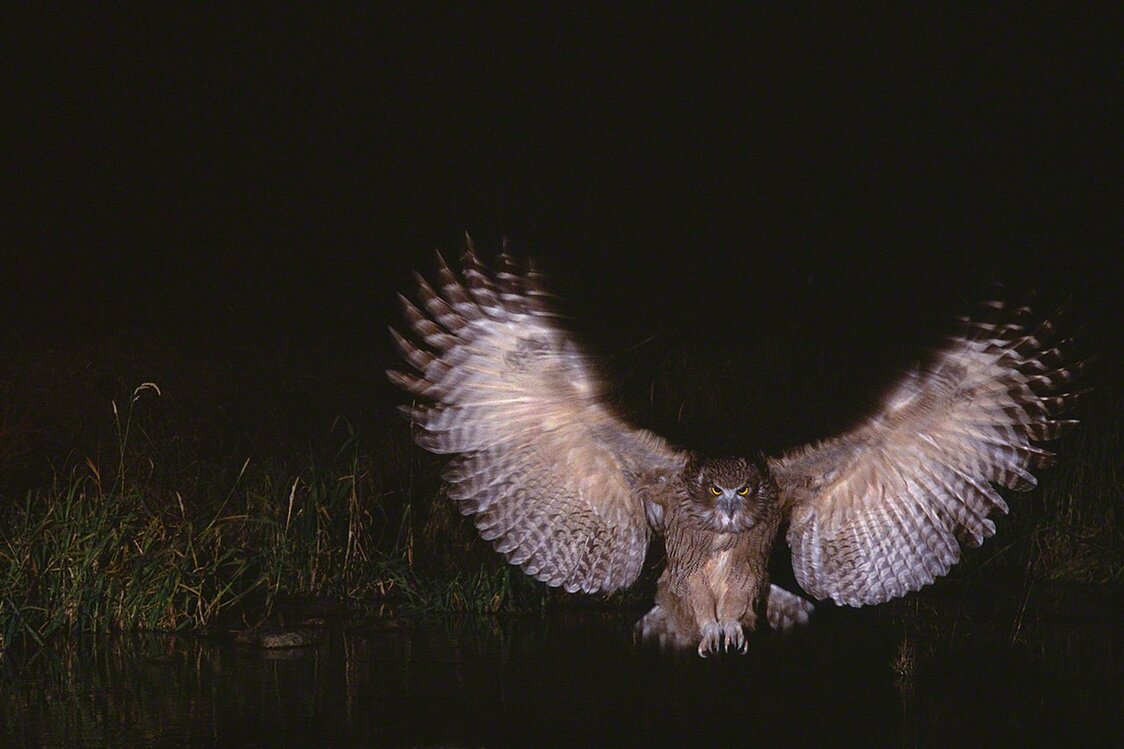 木から飛び下りたシマフクロウは、翼を垂直に広げブレーキを掛け、両足をそろえて、水中の魚めがけて飛び込んだ