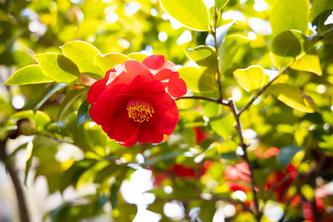 Fleur de camélia dans le jardin de l’hôtel Chinzansô