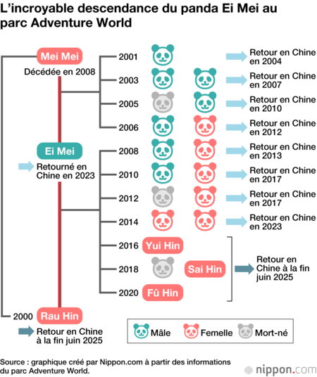 L’incroyable descendance du panda Ei Mei au  parc Adventure World