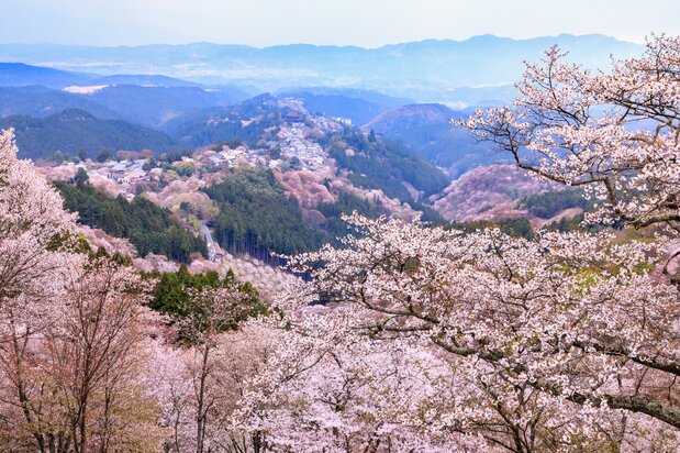 ヤマザクラで薄紅色に染まる吉野山。まさに「一目千本」 写真:PIXTA