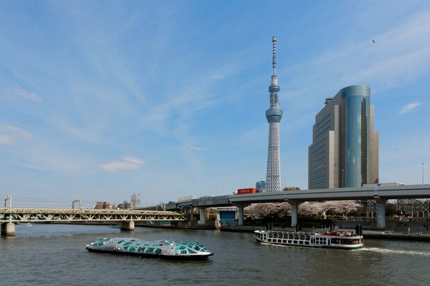 La contemplación de las flores desde un barco en el río Sumida, con la torre Tokyo Skytree en el fondo. (© Pixta)