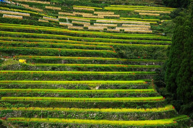 福岡縣八女市　9月