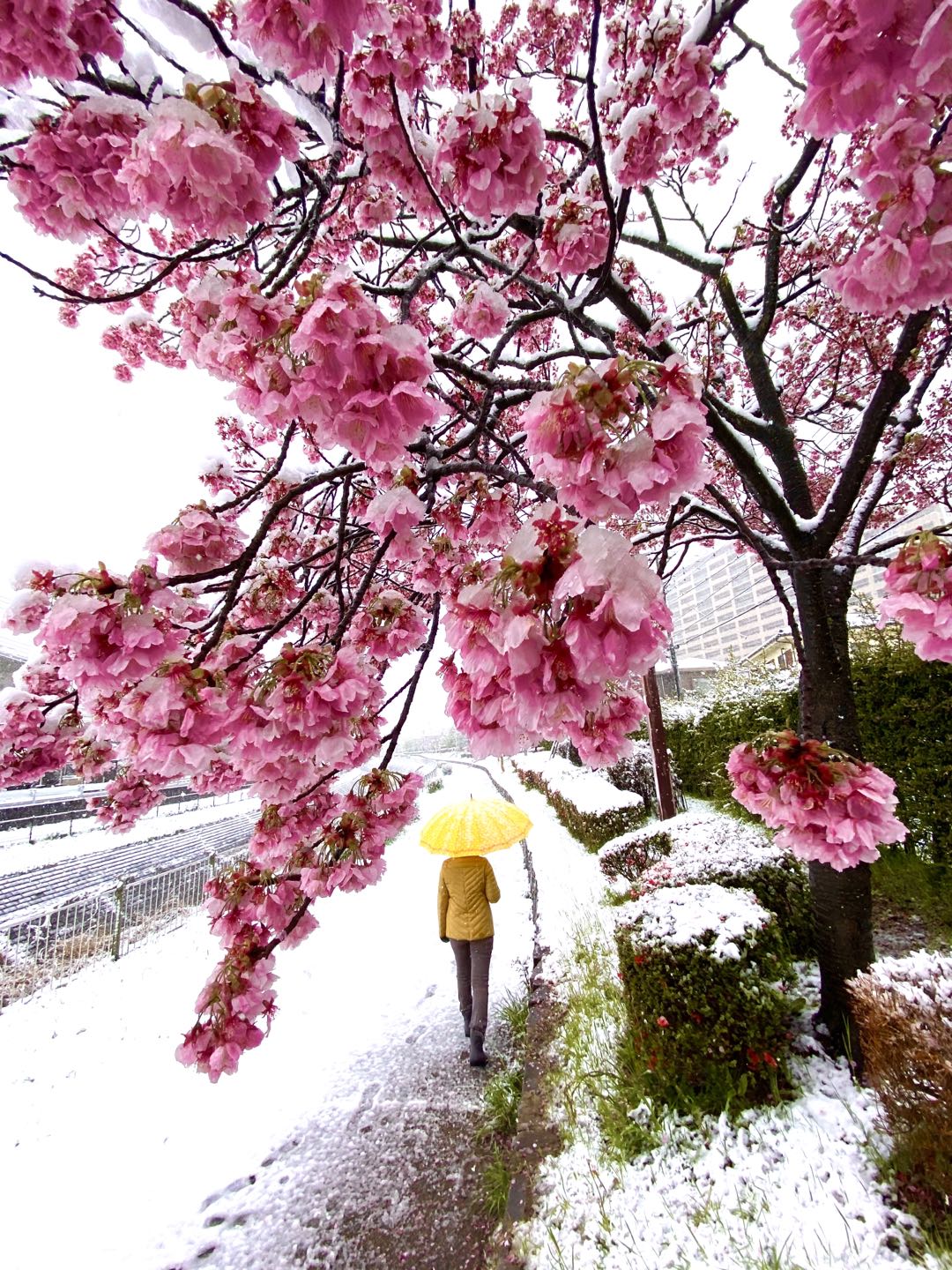 【美图集】樱花烂漫时，东京下了场雪