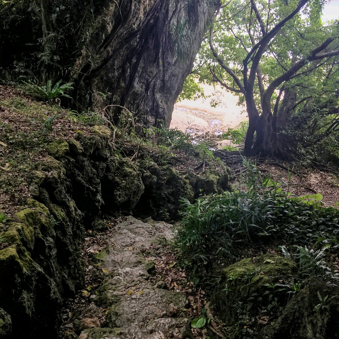 En descendant l’escalier de pierre aménagé dans la falaise depuis le Hamakawa Utaki, on débouche sur la plage de Yaharazukasa. (© Kitazaki Jirô)