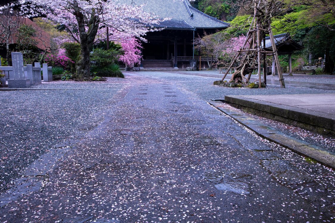 A carpet of pink pedals paves the path from Myōhonji’s Soshidō. (© Harada Hiroshi)