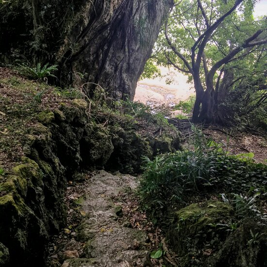 Descendiendo desde Hamagawa Utaki por los escalones de piedra construidos en el acantilado se llega a la playa de Yaharazukasa. Fotografía: Kitazaki Jirō.