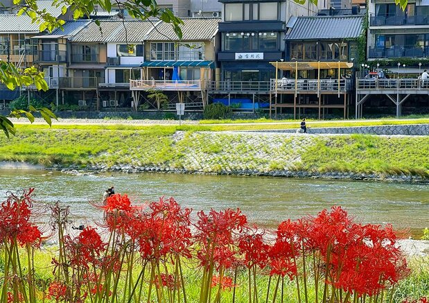 鸭川沿岸餐馆,几乎家家都搭有一个纳凉的露台