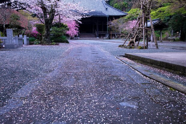妙本寺祖师堂前。樱花落后,海棠迎来花期