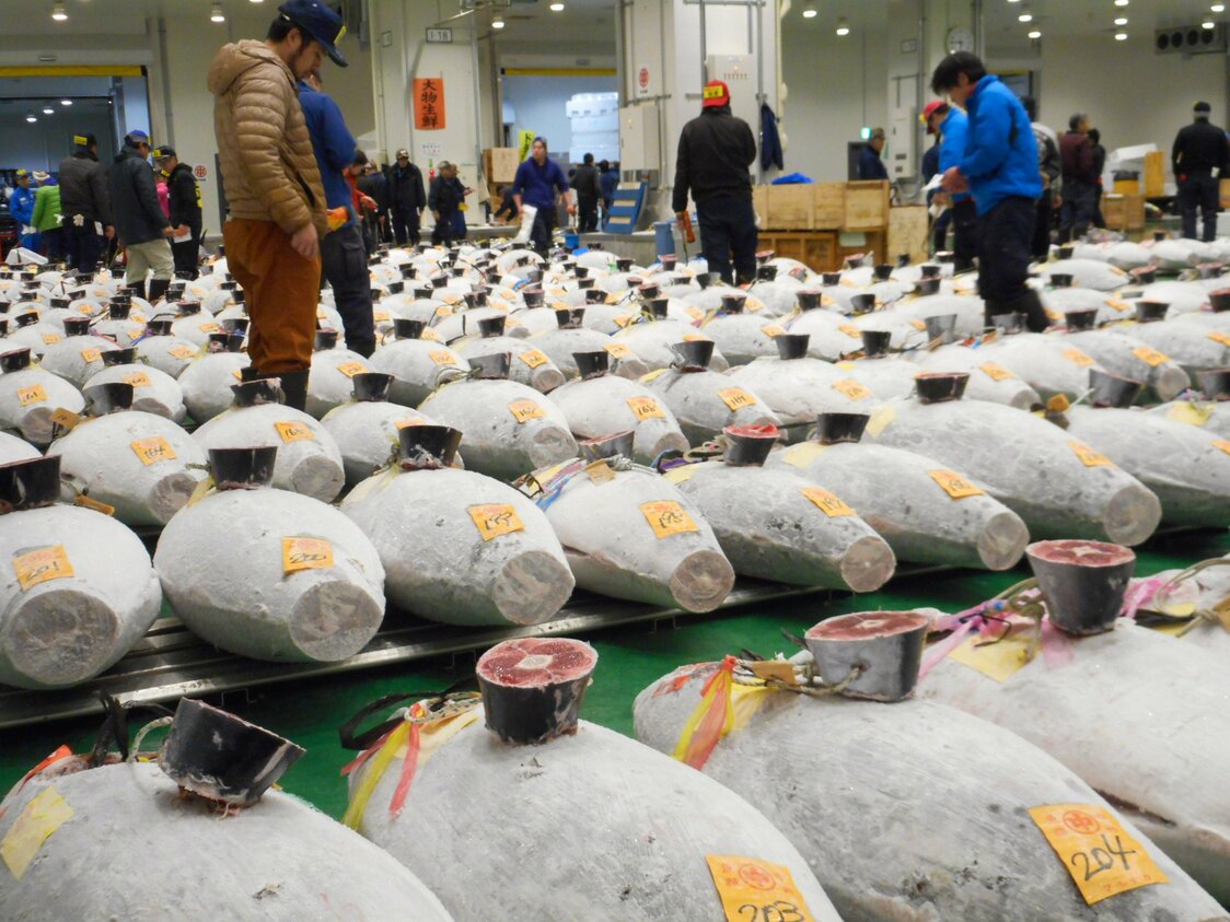 豊洲市場のマグロ競り会場。築地時代から冷凍マグロの入荷も少しずつ減り続けている