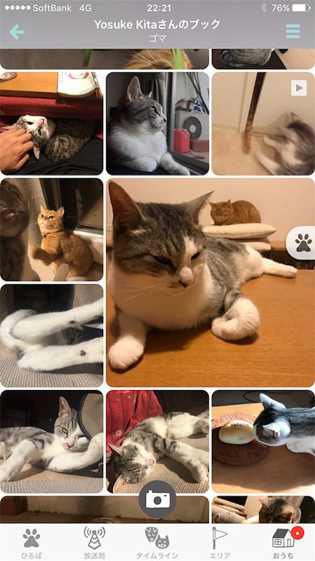 筆者がわが家の猫写真を投稿した「ドコノコ」