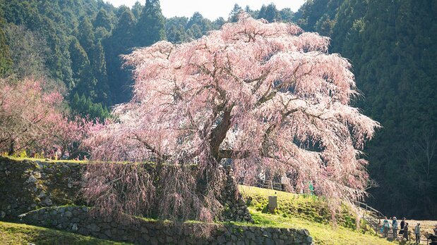 迫力ある又兵衛桜。その後ろに咲く鮮やかな桃の花が色を添える