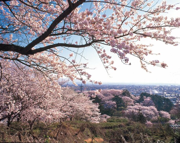 「烏帽子山千本桜」と呼ばれて親しまれている。眼下には温泉街が望める 写真提供:山形観光物産協会