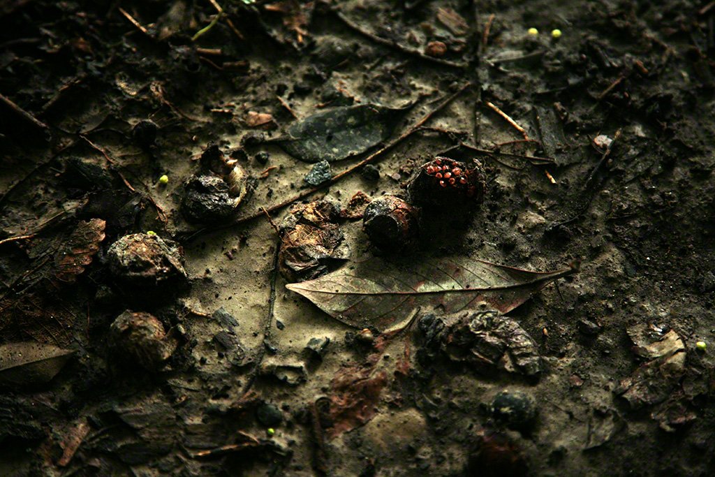 [Diapositivas] ¡Bienvenidos al bosque!