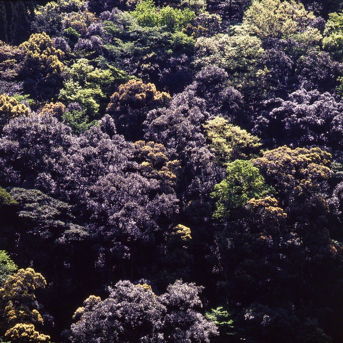 Ichiigashi, appartenant au Cyclobalanopsis. Pendant la période où les nouvelles feuilles apparaissent, les feuilles de cet arbre brillent vivement suivant l’angle de la lumière.