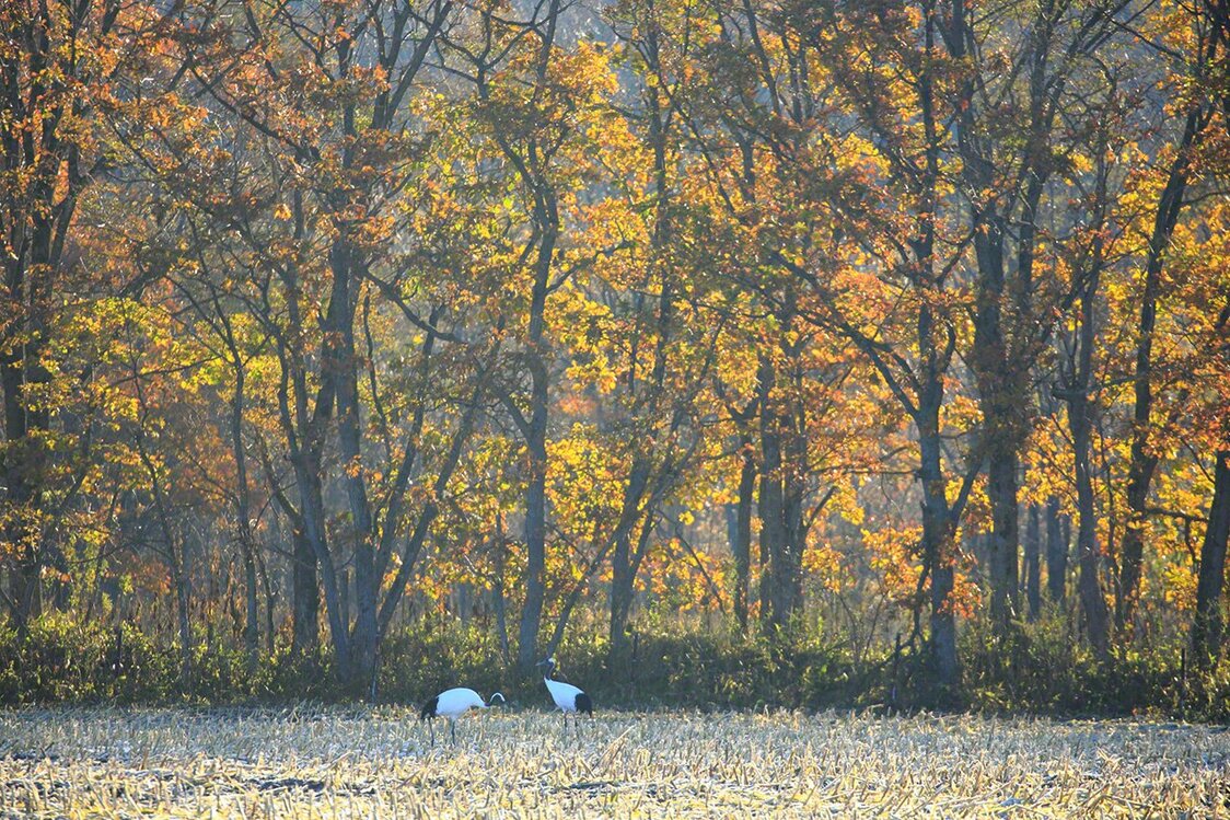 ミズナラの紅葉を背景に採餌する（10月）