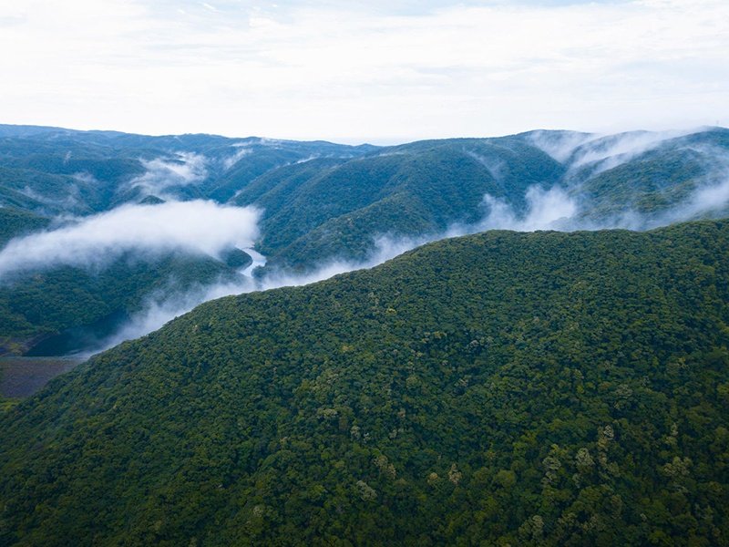 El bosque primigenio de Kinsakubaru, donde crecen unos helechos gigantes conocidos como hikage hego y otra vegetación subtropical.