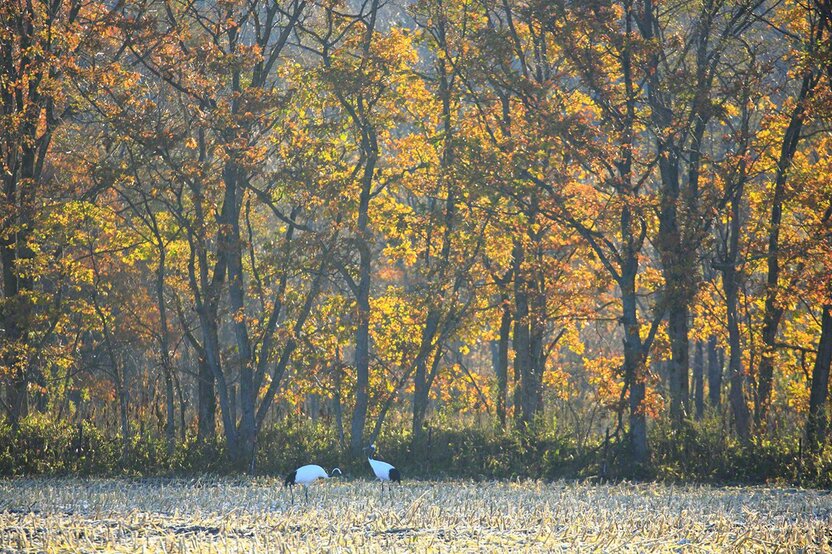 ミズナラの紅葉を背景に採餌する(10月)
