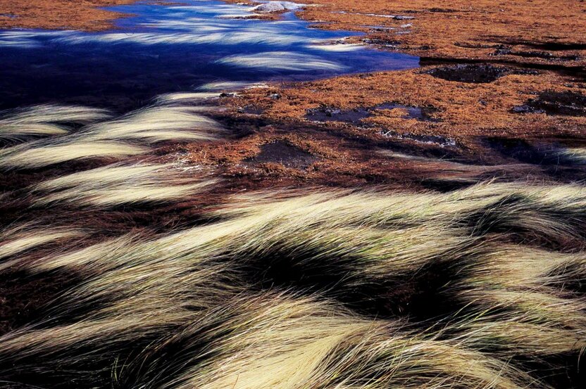 Seagrass bleached by the sun creates a symphony of color with seaweed on the Shiretoko Peninsula. (© Mizukoshi Takeshi)