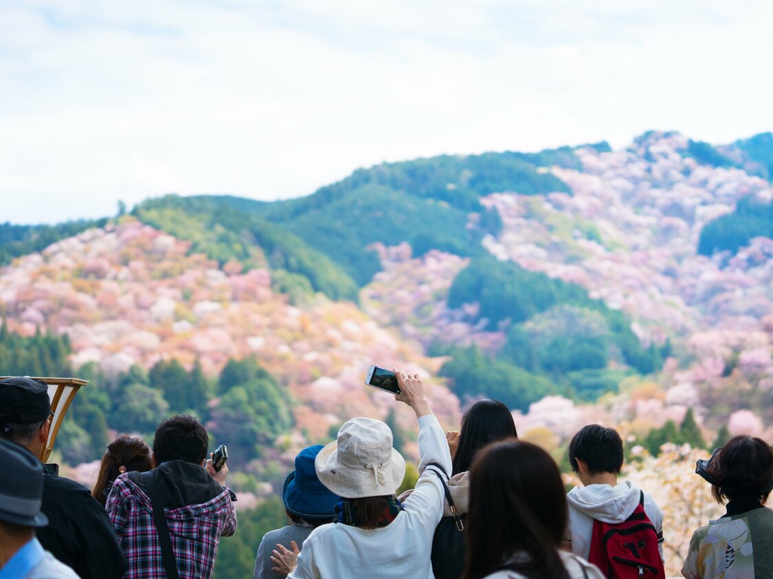 「一目千本」と称された吉水神社からの景観は、絶好の写真スポット