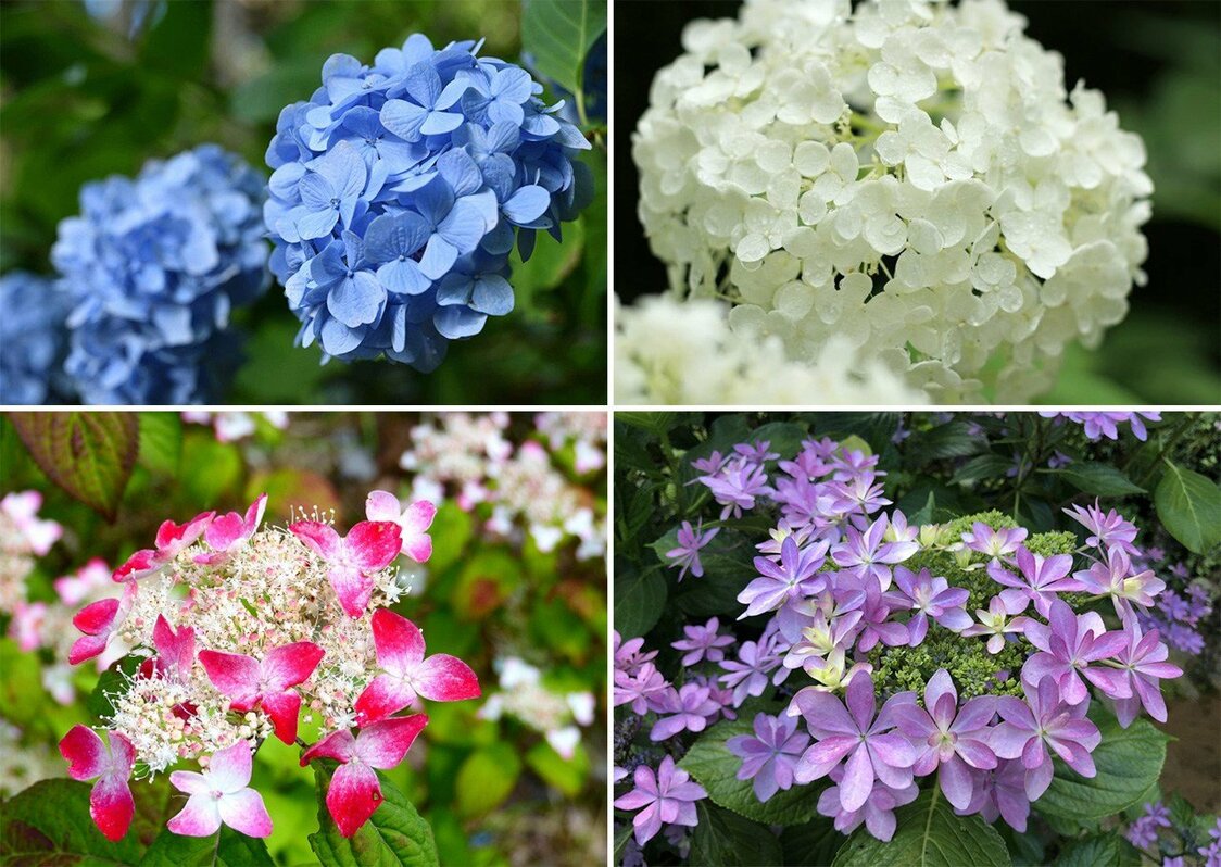 Distintos tipos de hortensias que dan color a Minamisawa Ajisai-yama: arriba a la izquierda, hortensia común (Hydrangea macrophylla), arriba a la derecha, Anabelle (Hydrangea arborescens), abajo a la izquierda, hortensia de montaña (Hydrangea serrata) y abajo a la derecha, Dance Party (Hydrangea hybrida). Fotografías: Minamisawa Ajisai-yama.