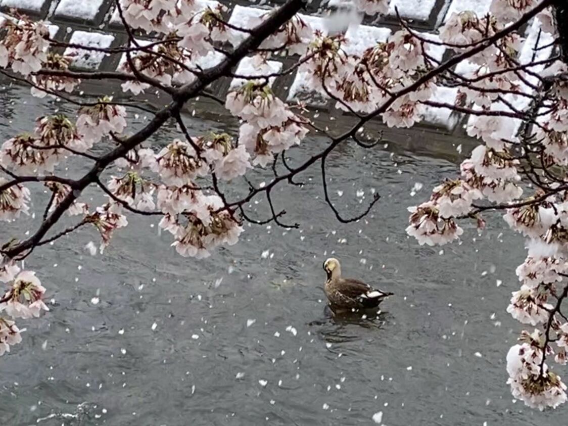 【美图集】樱花烂漫时，东京下了场雪