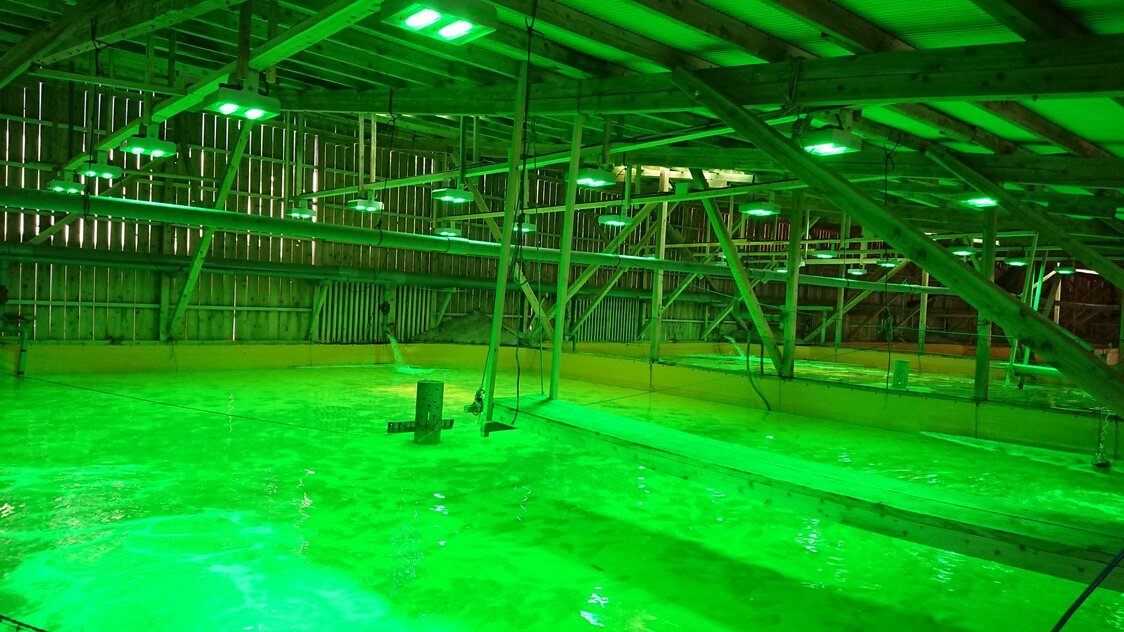 إضاءة LED في منشأة تووا سويسان (الصورة بإذن من مركز بحوث الزراعة والغابات ومصائد الأسماك في محافظة أويتا).