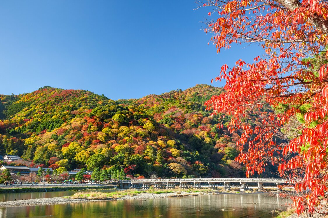 紅葉の名所・嵐山。桜の名所でもある。桂川にかかる渡月橋と紅葉の山々の眺めは格別だ（京都市右京区、PIXTA）