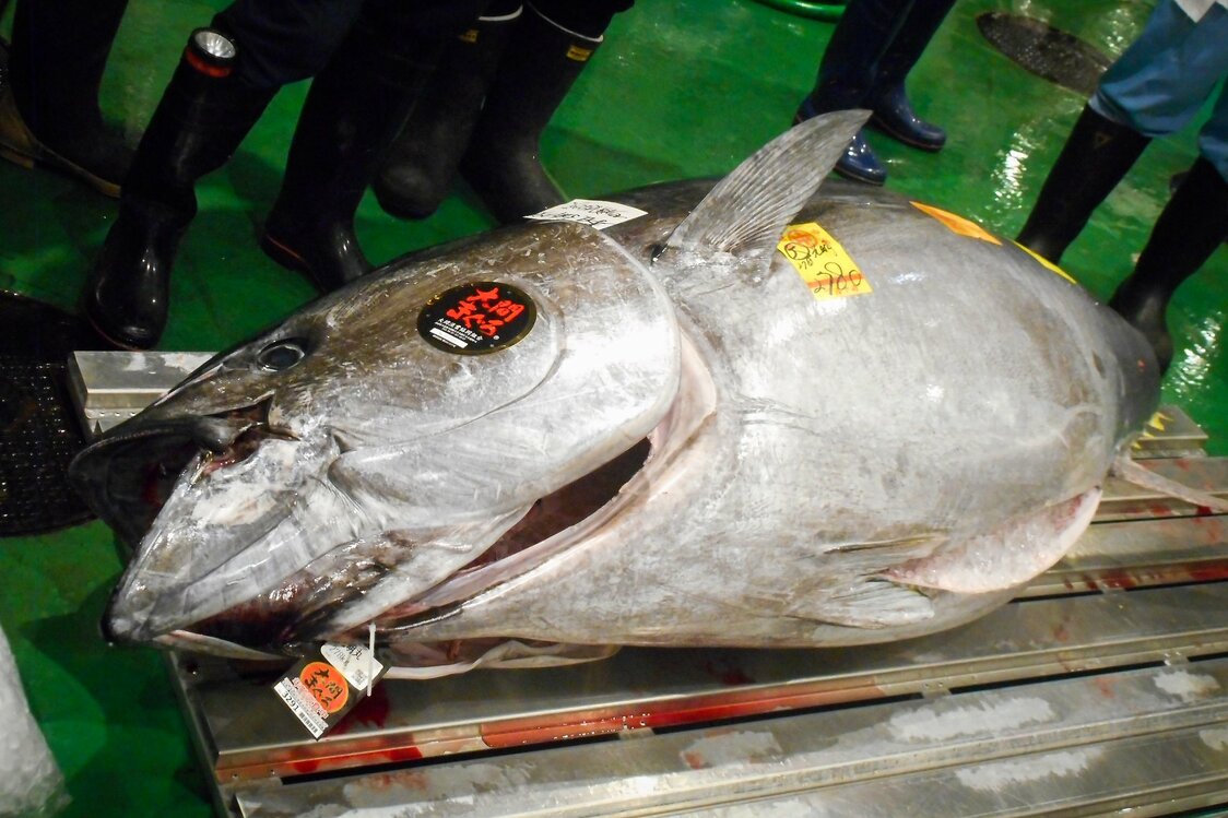 豊洲市場のマグロ売場に陳列されたマグロ。頰に貼られた「大間まぐろ」シールは、最高級品の証し　写真：市場関係者提供