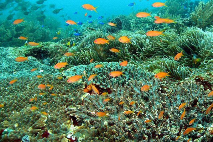 Colorful tropical fish surround the soft coral, called “flowerbeds of the sea,” at the Uwakai Sea Maritime Park. (Courtesy Ministry of the Environment)