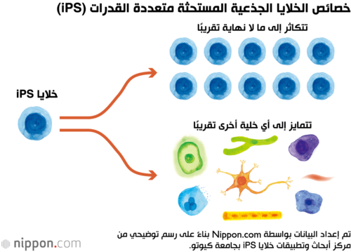 خصائص الخلايا الجذعية المستحثة متعددة القدرات (iPS)