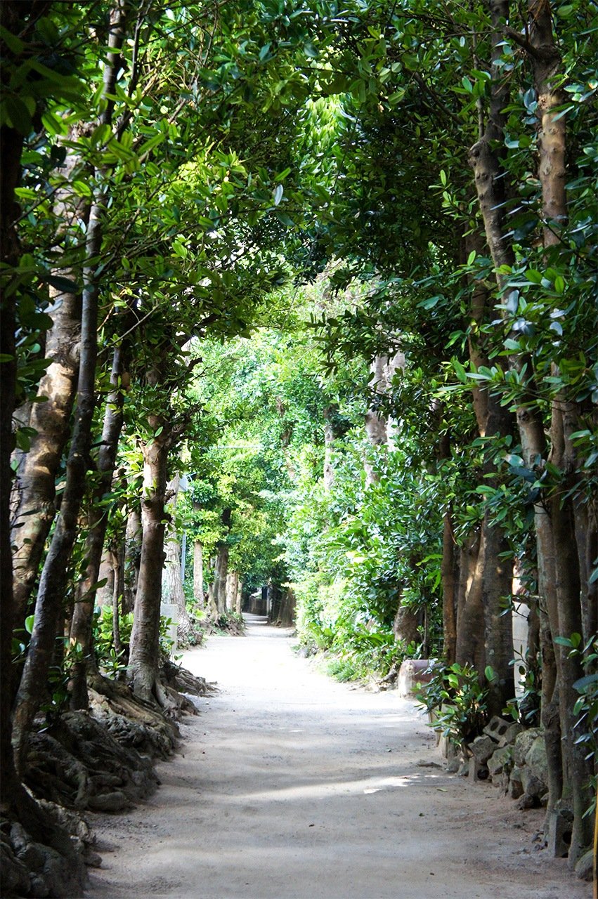 Paisaje okinawense en el que puede verse todavía cómo fueron rediseñadas las aldeas a partir del siglo XVIII siguiendo las ideas del feng-shui. Son típicas las plantas cuadriculadas y las hileras de fukugi (Garcinia subelliptica) alrededor de los jardines de las casas, que quedan así protegidas de los tifones. (Fotografía del autor del texto)