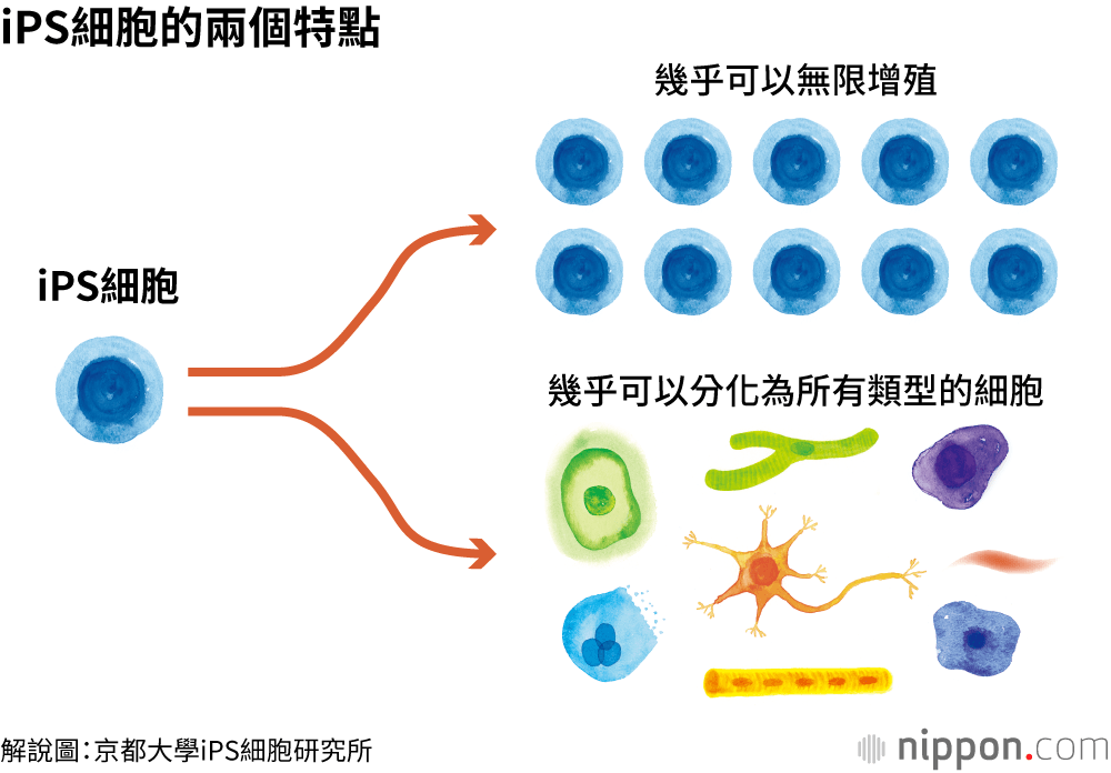 iPS細胞的兩個特點
