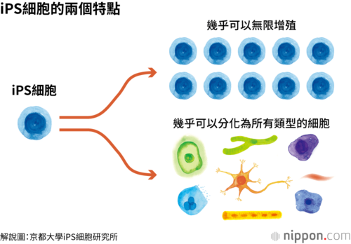 iPS細胞的兩個特點