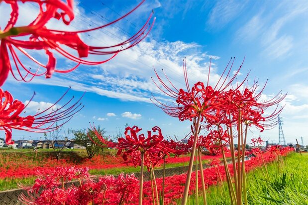 Higanbana (red spider lilies). (© Pixta)