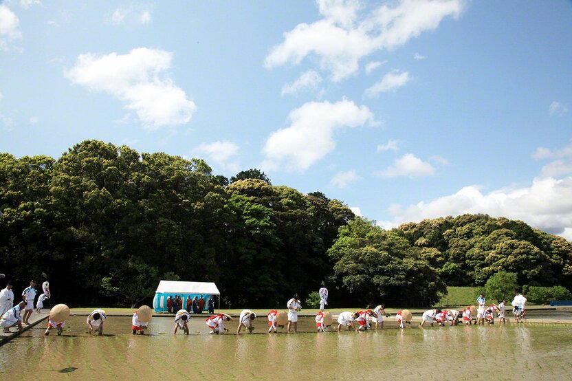May 12<br>Ceremonial planting of rice takes place in the paddies that provide sacred rice for rituals at Ise Shrine, accompanied by performances of ceremonial music.
