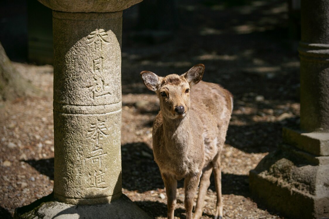 One of the shrine’s sacred deer, standing next to a stone lantern.