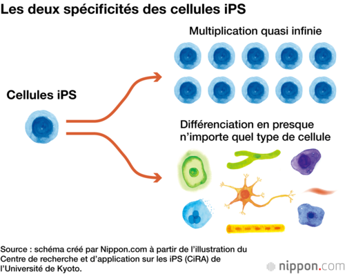 Les deux spécificités des cellules iPS