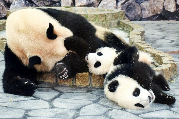 Rau Hin, mère de nombreux pandas, au parc Adventure World avec ses jumeaux en mai 2015. (Jiji)