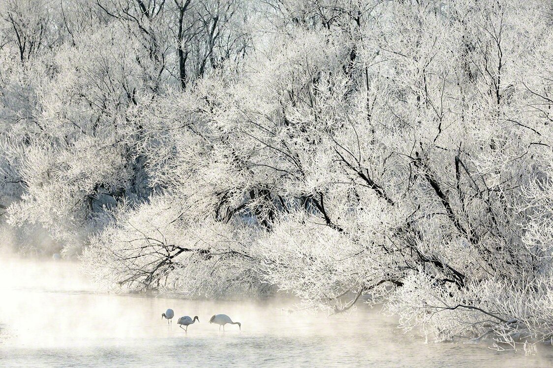 霧氷の中で採餌をする家族（1月）