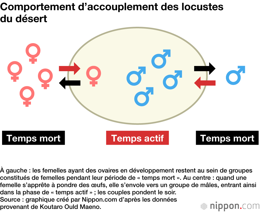 Comportement d’accouplement des locustes du désert