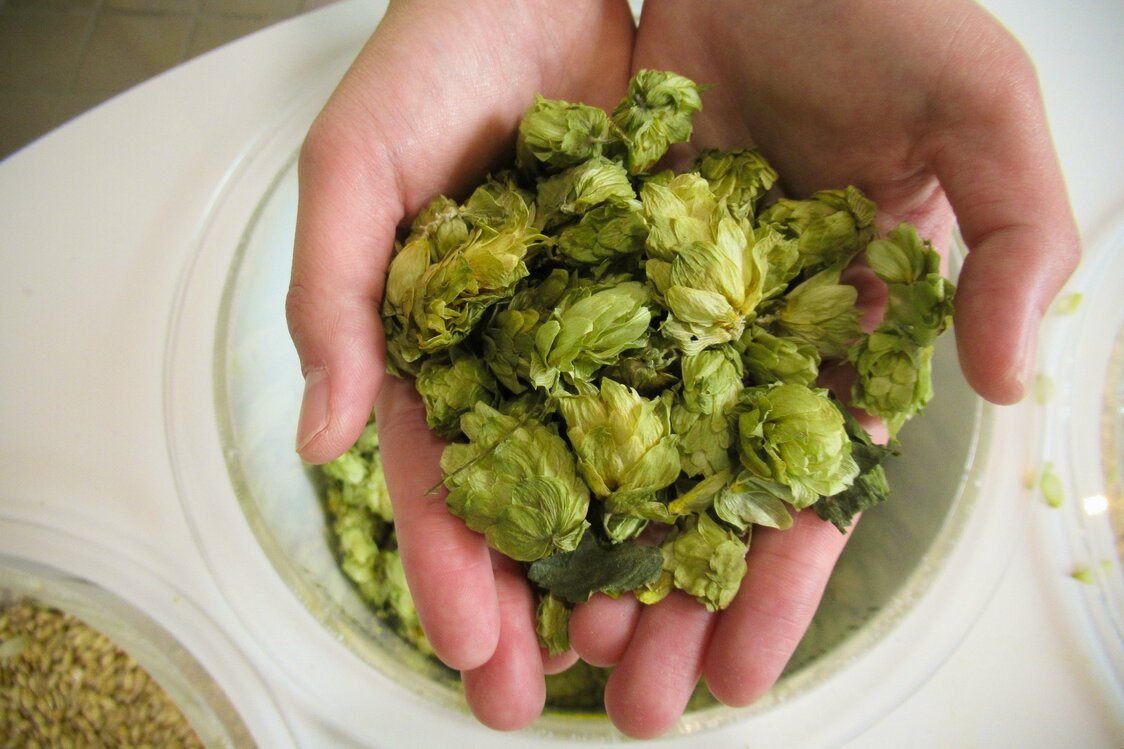Olfateando el aroma de una de las materias primas de la cerveza, el lúpulo. Fotografía por cortesía de la fábrica de cerveza Kirin de Sendai.