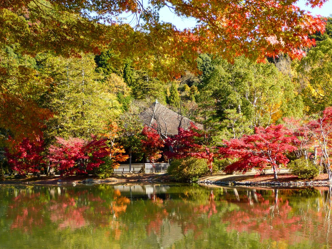 秋は紅葉の水鏡も見もの（願成寺提供）